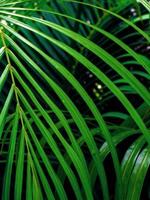 Frische grün gefiedert zusammengesetzte Blätter Palmblatt foto