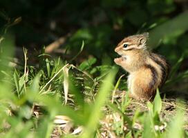 Chipmunk auf das Boden foto