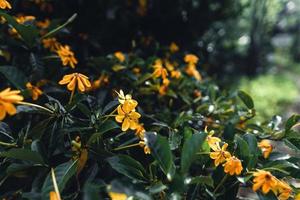 gelbe Blumen an regnerischen Tagen in der Natur foto