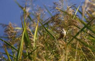 bärtig Reedling, Panurus Biarmicus, im das Schilf foto