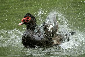 schwarz Muscovy Ente, Kairina Moschata foto