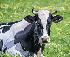 schwarz holstein Kuh Porträt foto