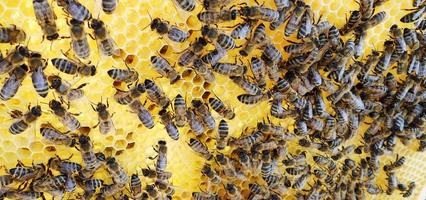 Hintergrund Sechseck Textur, Wachswabe aus einem Bienenstock foto