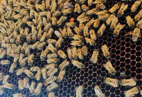 Hexagon-Struktur ist Wabe aus Bienenstock gefüllt mit goldenem Honig foto