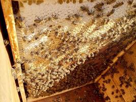 Bienenwabe aus Bienenstock gefüllt mit goldenem Honig foto