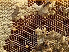 Hexagon-Struktur ist Wabe aus Bienenstock gefüllt mit goldenem Honig foto