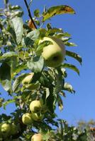 Apfel auf einem Baum foto