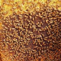 Hintergrund Sechseck Textur, Wachswabe aus einem Bienenstock foto