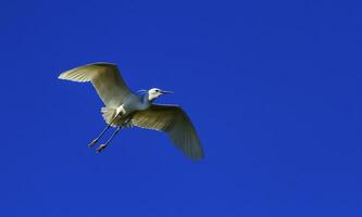 wenig Reiher, Egretta garzetta foto