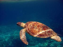 Große grüne Schildkröte an den Riffen des Roten Meeres.