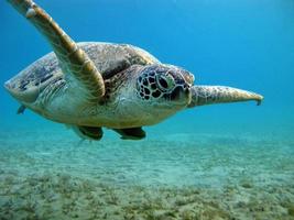 Große grüne Schildkröte an den Riffen des Roten Meeres.