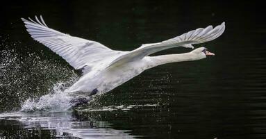 stumm Schwan Vogel, Cygnus olor, nehmen aus foto