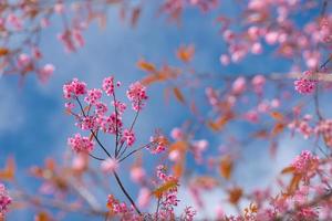 schöne Sakura- oder Kirschblüte im Frühling foto