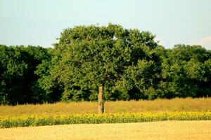 Baum im ein Landschaft foto