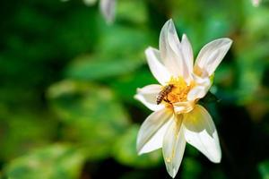 Honigbiene sitzt auf der weißen Blume