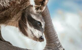 Waschbär im ein Baum, Porträt von ein süß Waschbär im es ist Lebensraum, ein jung wild procyon im es ist Lebensraum foto