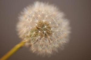 Blume Blüte Taraxacum Officinale Löwenzahn Asteraceae Familie foto