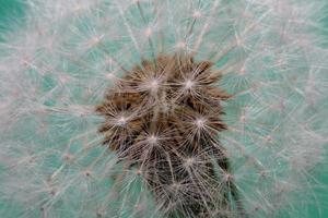 Blume Blüte Taraxacum Officinale Löwenzahn Asteraceae Familie foto