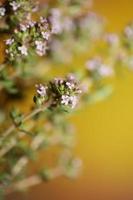 Blume Blüte Nahaufnahme Thymus Vulgaris Familie Lamiaceae Hintergrund foto