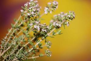 Blume Blüte Nahaufnahme Thymus Vulgaris Familie Lamiaceae Hintergrund foto