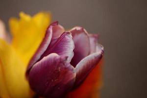 Tulpe Blume Nahaufnahme Hintergrund Familie Liliaceae botanisch modern foto