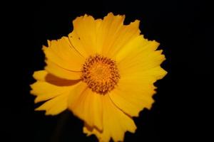 Blume Blüte Makrodruck Hintergrund Helianthus Giganteus Compositae foto