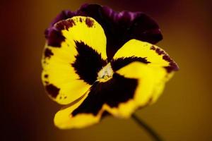 Viola Blume Blüte Familie Violaceae Nahaufnahme botanischen Druck foto