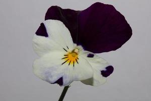 Viola Blume Blüte Familie Violaceae Nahaufnahme botanischen Druck foto