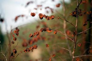 trockenes Herbstlaub in der Natur foto