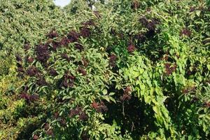 ein Baum mit Holunderbeeren foto