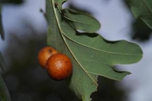 Cynips quercusfolii Gallenkugeln auf Eichenblatt foto