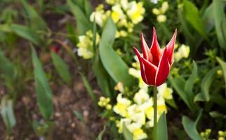 blumige frühlingsblume bunte tulpen foto