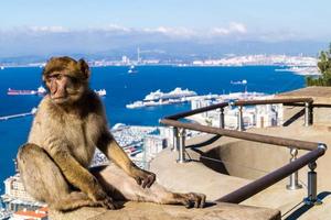Magot Berberaffen Sylvanus Macaca Affe in Gibraltar foto