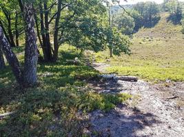 im naturschutzgebiet fischbeker heide bei hamburg deutschland foto