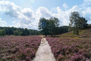 im naturschutzgebiet fischbeker heide bei hamburg deutschland foto