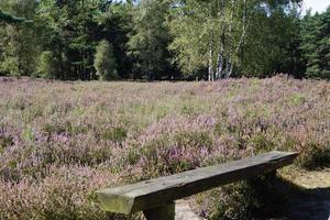 im naturschutzgebiet fischbeker heide bei hamburg deutschland foto