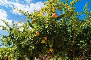 roter Granatapfel auf Olivenholz foto