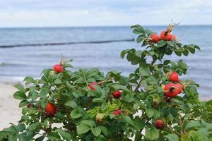 Hagebutte oder Heckenrose foto