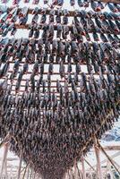 Luft Trocknen von Lachs auf ein hölzern Struktur im das skandinavisch Winter. traditionell Weg von vorbereiten und Trocknen Fisch im skandinavisch Länder foto