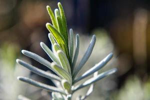 Alternativmedizin mit frischem Lavendel foto