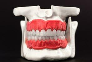Mensch Kiefer mit Zähne und Zahnfleisch Anatomie Modell- isoliert auf Blau Hintergrund. gesund Zähne, Dental Pflege und kieferorthopädisch medizinisch Gesundheitswesen Konzept foto
