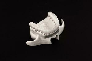 niedriger Mensch Kiefer mit Zähne Anatomie Modell- isoliert auf schwarz Hintergrund. gesund Zähne, Dental Pflege und kieferorthopädisch medizinisch Konzept. foto