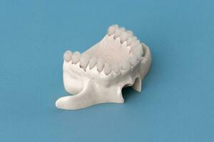 Oberer, höher Mensch Kiefer mit Zähne Anatomie Modell- isoliert auf Blau Hintergrund. gesund Zähne, Dental Pflege und kieferorthopädisch medizinisch Konzept. foto