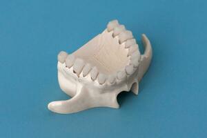 Oberer, höher Mensch Kiefer mit Zähne Anatomie Modell- isoliert auf Blau Hintergrund. gesund Zähne, Dental Pflege und kieferorthopädisch medizinisch Konzept. foto