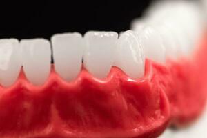 niedriger Mensch Kiefer mit Zähne und Zahnfleisch Anatomie Modell- isoliert auf Blau Hintergrund. gesund Zähne, Dental Pflege und kieferorthopädisch medizinisch Gesundheitswesen Konzept. foto