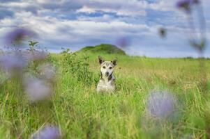 Porträt von ein Hund im das Feld, ein Hund im das Feld mit Kopieren Raum foto