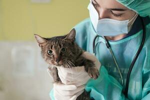 eine Ärztin in der Tierklinik im OP-Saal süße kranke Katze bereit für die tierärztliche Untersuchung und Behandlung foto