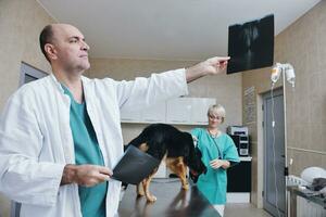 Tierarzt und Assistent in einer Kleintierklinik foto