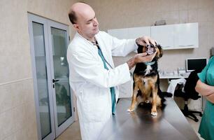 Tierarzt und Assistent in einer Kleintierklinik foto