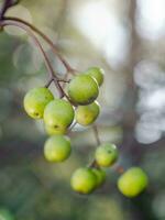 Nahansicht von Grün Beeren im ein Wald. foto